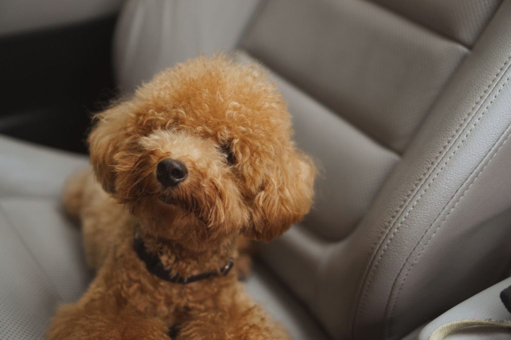 How to Remove Pet Hair From Your Car Interior