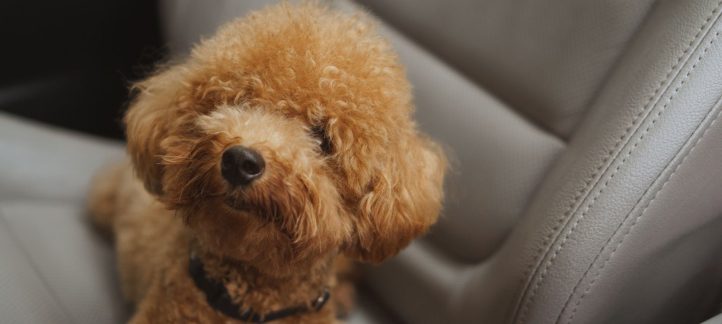 How to remove pet hair from car interior - Big Easy Mobile Detail